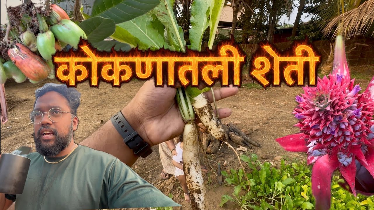 कोकणातील शेती || मुळा,आंबा,काजू आणि बरच काही || koknatil sheti organic || my farm #kokanvlog #शेती 
