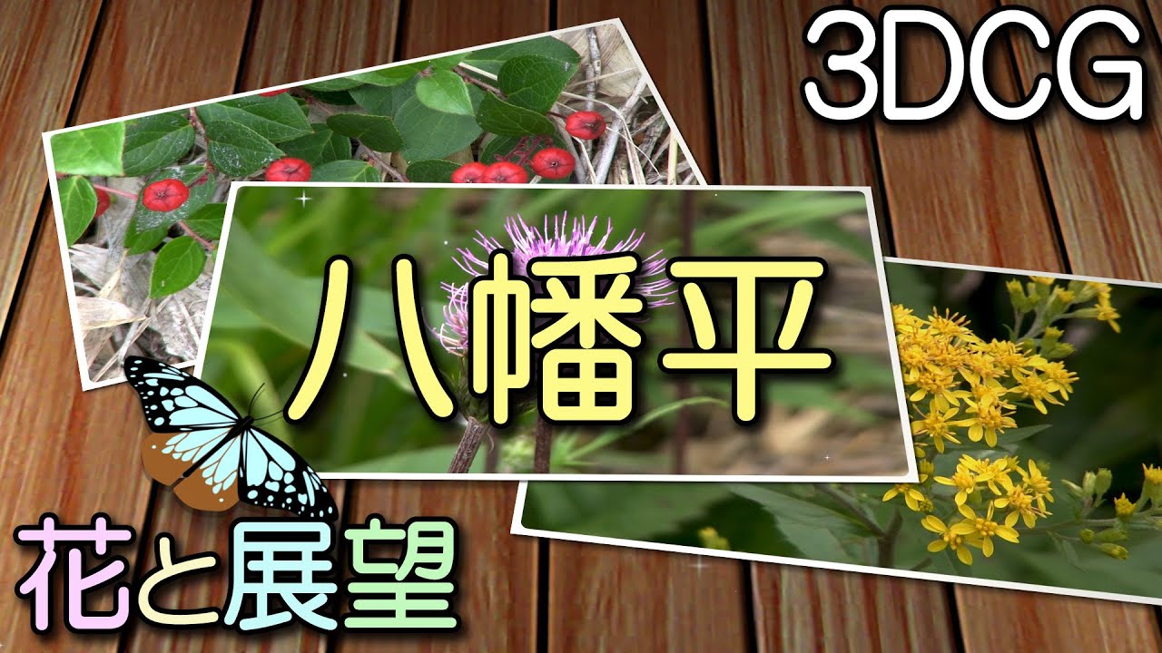 八幡平・高山植物と山上湖を訪ねて。花と展望