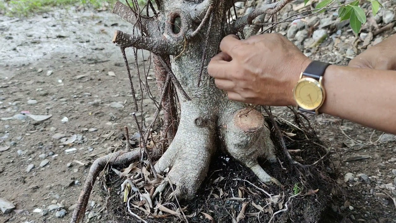 VLOG#27:(PART2)PROPAGATION TECHNIQUE OF FICUS MICROCARPA (Tiger Bark BALETE)