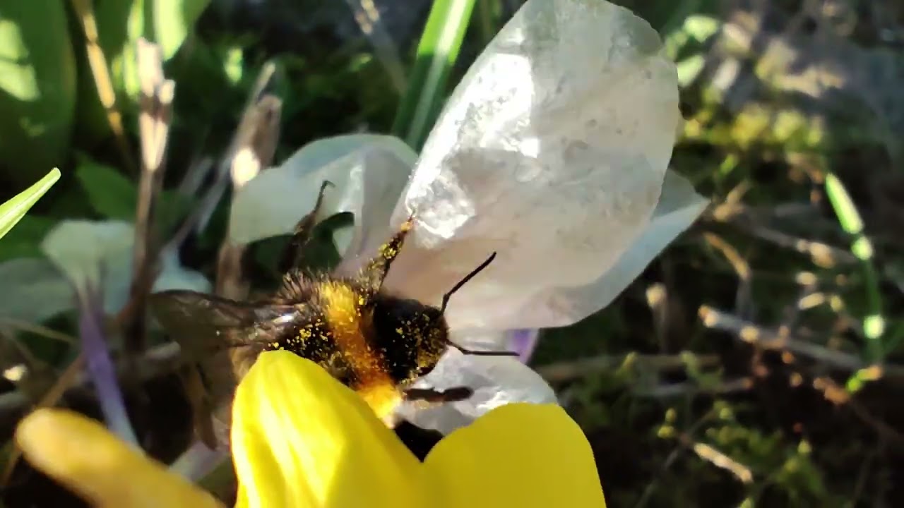 Buff-tailed Bumblebee (Bombus terrestris audax) Queen foraging on Crocus 03/03/2026 Northern Ireland