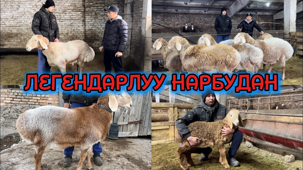 БАЙЧИКТИН КОРООСУ «НАРБУДАН» 