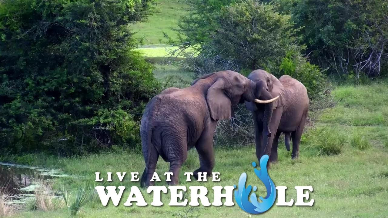 Elephants Dustbathing - Live At The Waterhole
