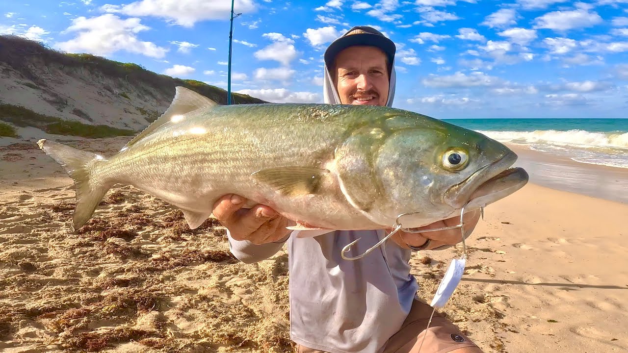 Beach Fishing Tailor WHY didn't I try this Rig sooner !?