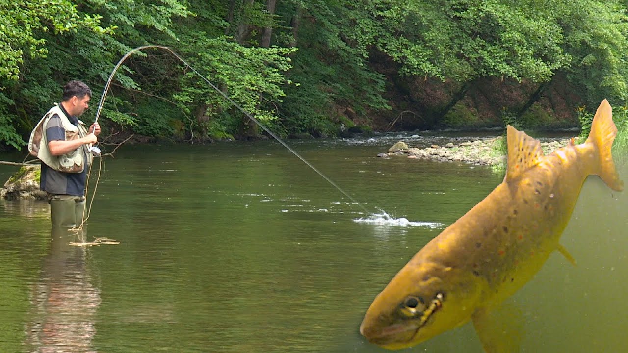 Pecanje potočne pastrmke na reci Đetinji - Užice I deo - Mušičarenje | Fly fishing