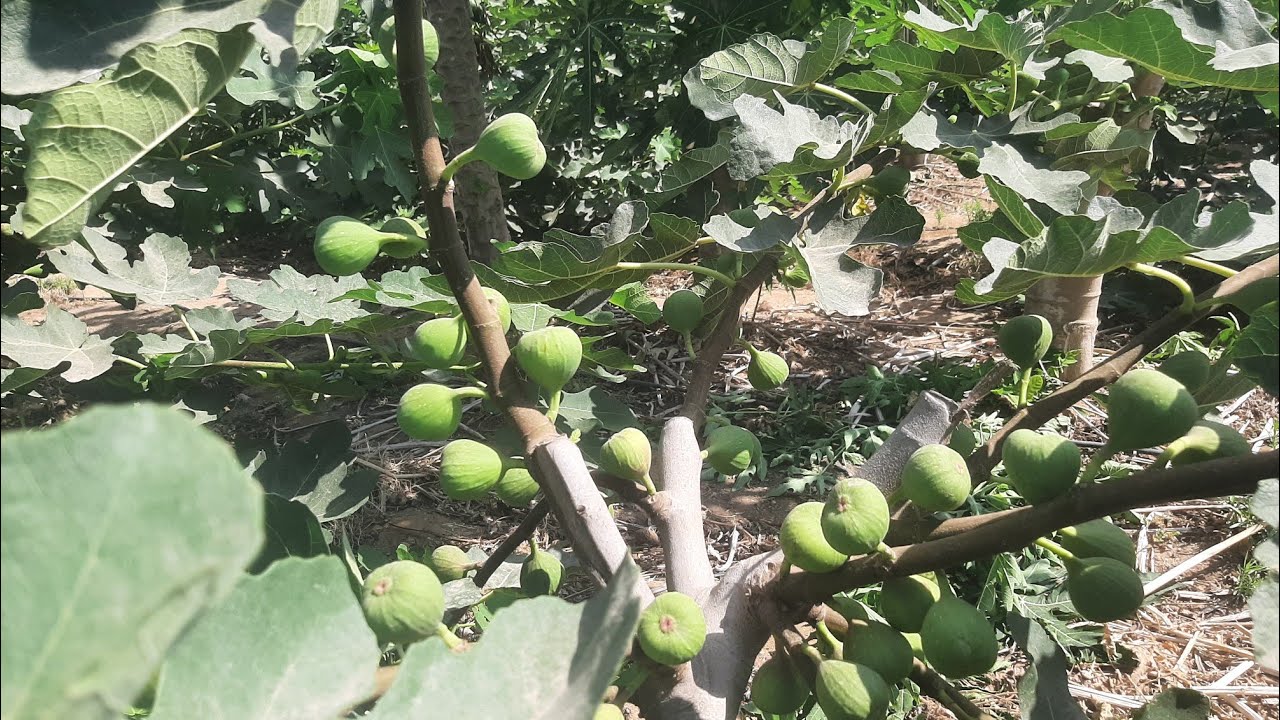 البروان التركي والاسباني الاصفر قوة النمو الخضري  وقوة الانتاج