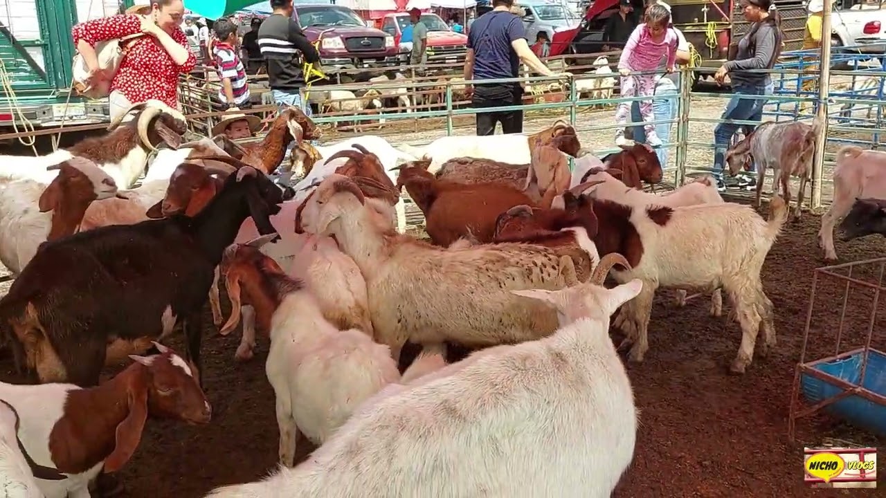 TIANGUIS GANADERO EN YECAPIXTLA MORELOS MEXICO-VENTA DE TODA CLASE DE GANADO Y AVES.