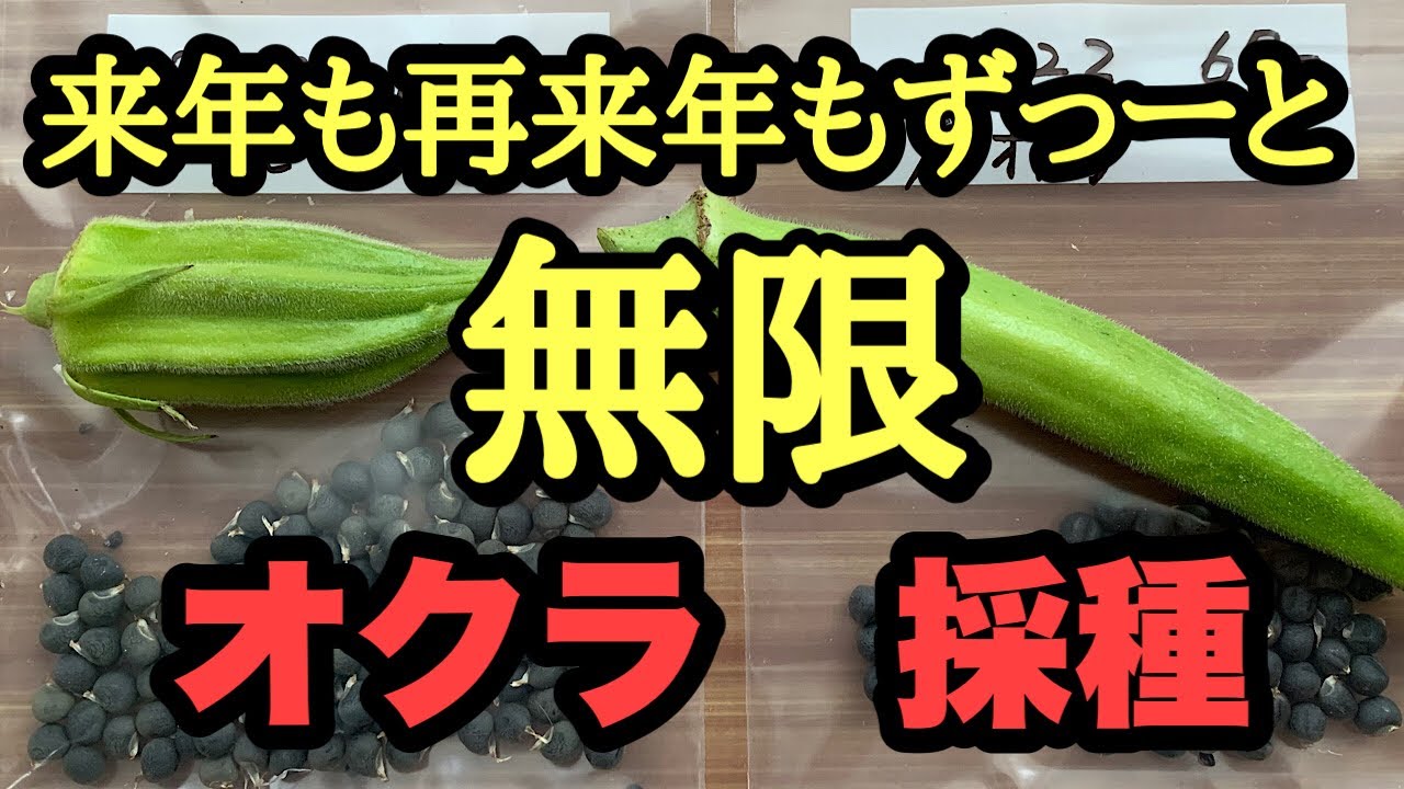 来年も再来年も無限に作れるオクラ　採種