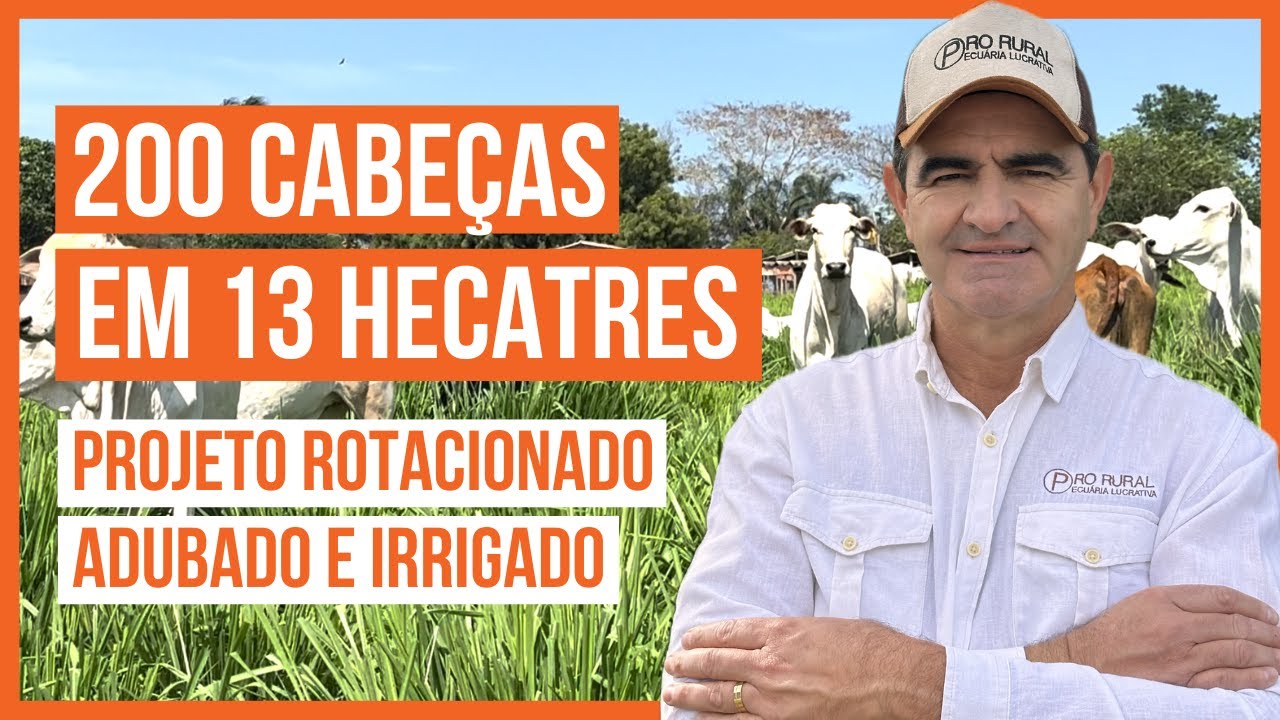 200 CABE&Ccedil;AS em 13 HECTARES - PASTEJO ROTACIONADO ADUBADO e IRRIGADO para BOVINOS DE CORTE #parte6
