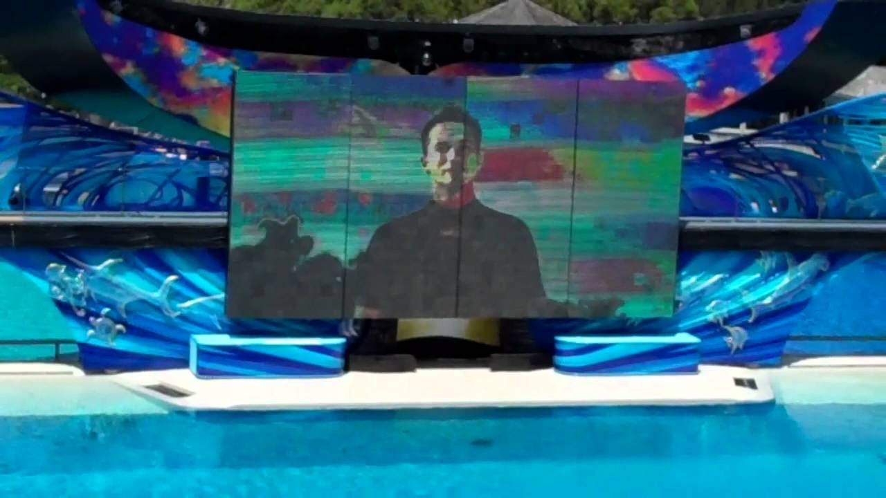 One Ocean Shamu Show Sea World San Diego