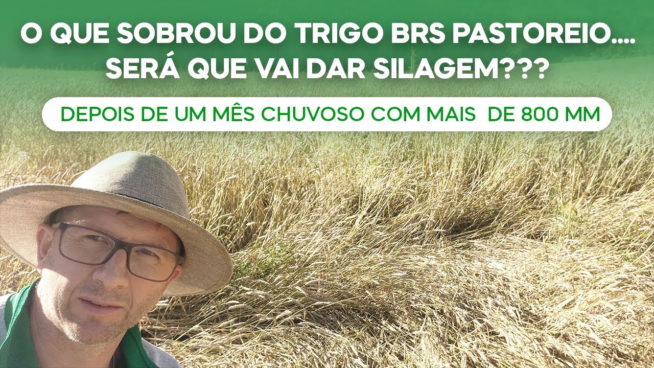O que sobrou do Trigo BRS Pastoreio. Será que vai dar silagem? Depois de mais de 800 mm chuva(v.171)
