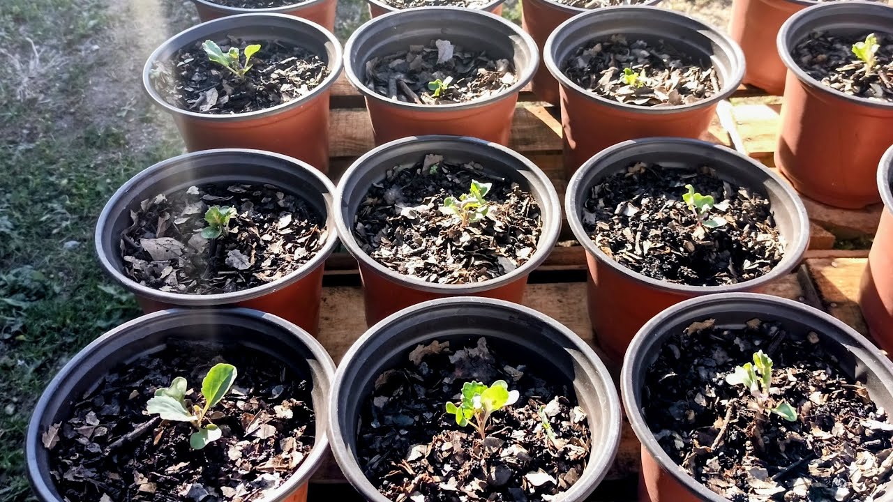 ¿Qué sustrato/tierra es mejor para mis plantas?