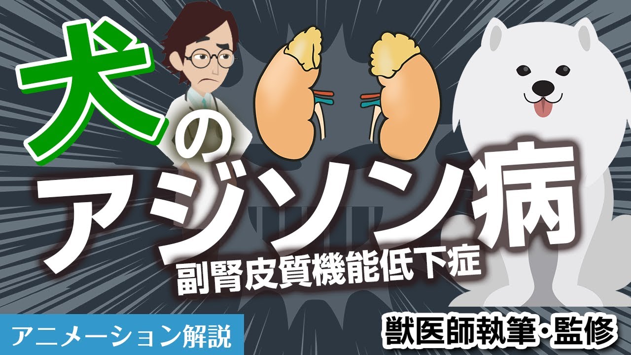 犬のアジソン病（副腎皮質機能低下症）について【獣医師執筆監修】症状から治療方法