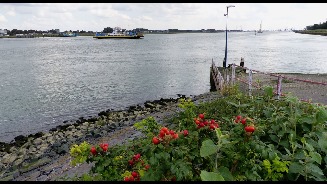 Roel neemt een kijkje - Veerpont Rozenburg-Maassluis en Landtong / Rozenburg 2020