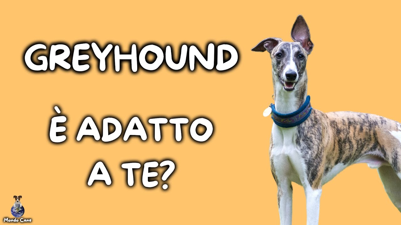 Greyhound: Cosa Sapere
