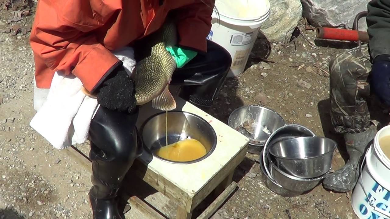 Walleye Egg taking process