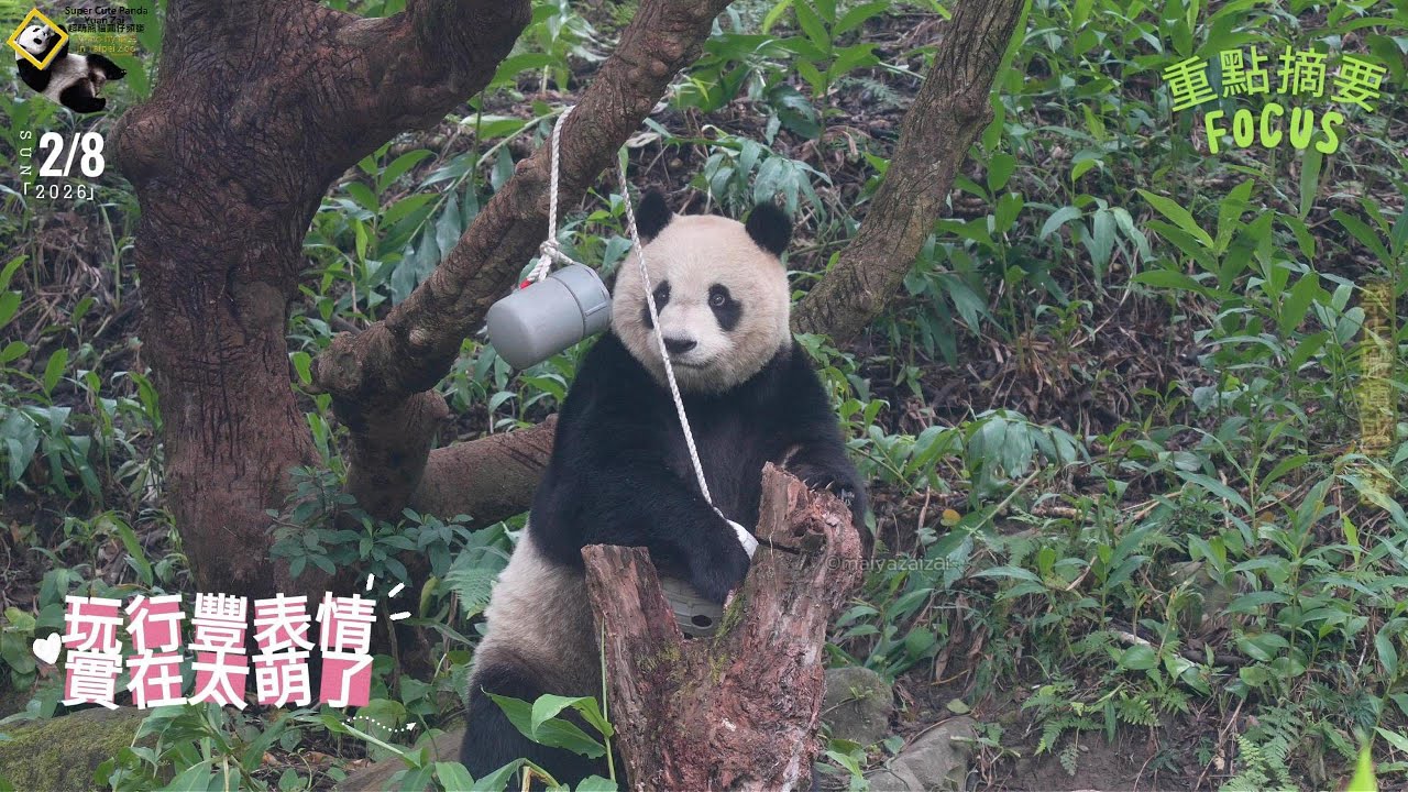 20260208 圓仔2次玩行豐表情太萌，白球掉下來後撈灰罐，撈繩動作專業 The Giant Panda Yuan Zai