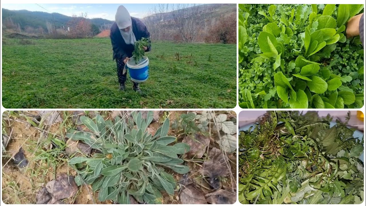 YENİLİR YABANİ OTLAR TOKLU BAŞI EMİN OTU KUŞ GEDİME GELİNCİK EŞEK HELVASI KÖY MARULU SIĞIR DİLİ