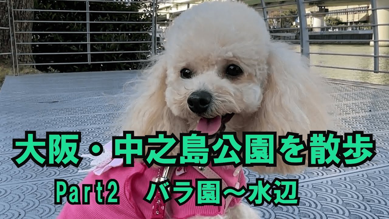 中之島公園を愛犬と散歩！Part2