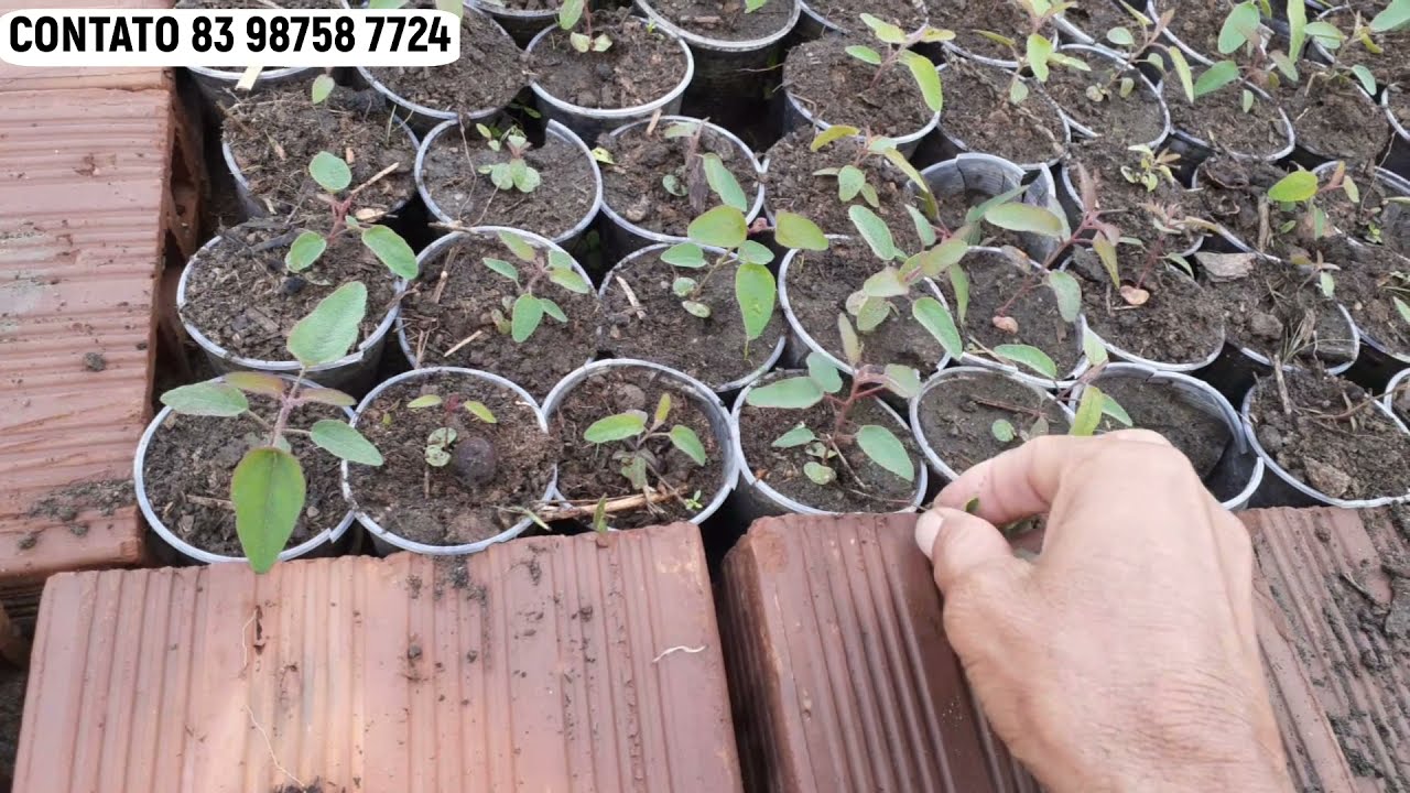 VENDAS DE MUDAS DE EUCALIPTO NA PARAÍBA