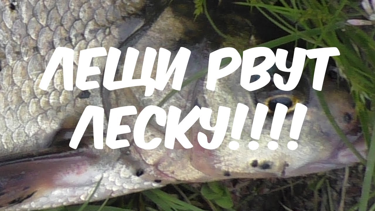 Черная речка, лещи рвут леску!!!