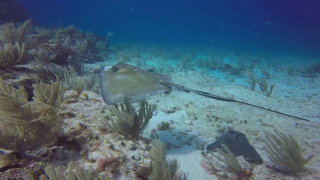 Riviera Maya scuba diving