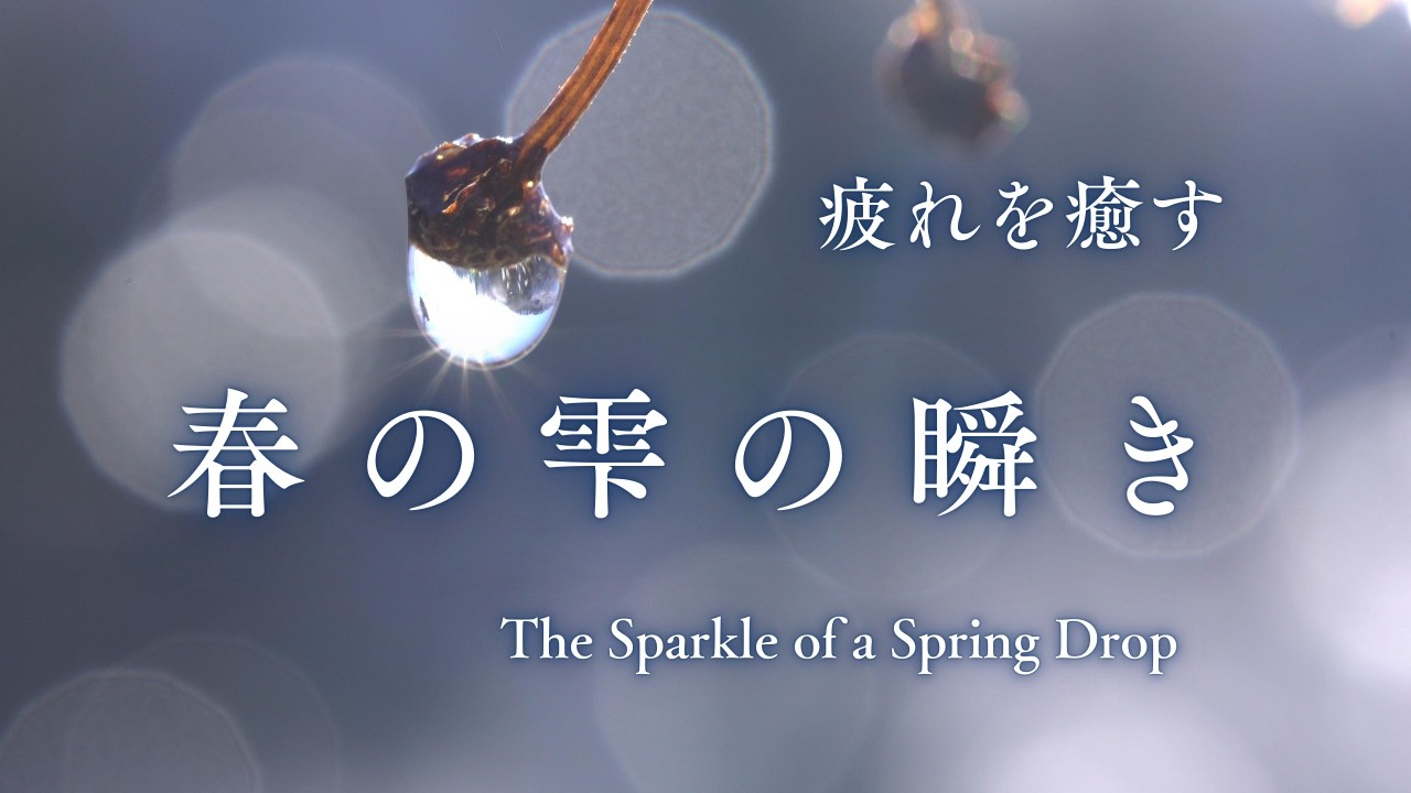 春の雫の瞬き　The Sparkle of a Spring Drop #春の訪れ #癒やし動画
