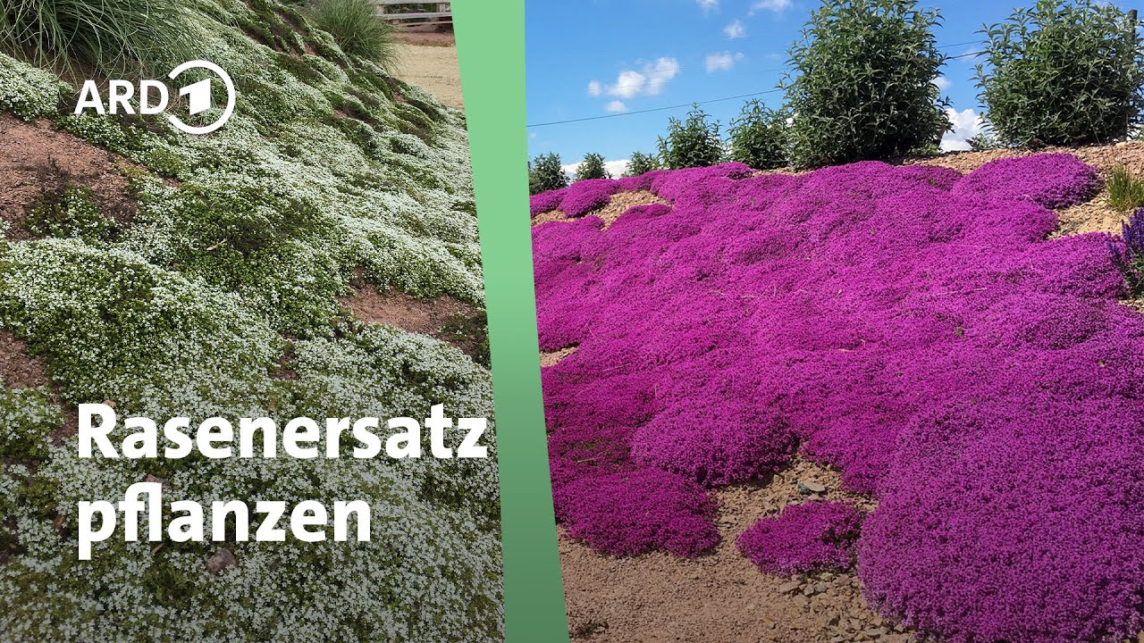 Statt Rasen pflanzen: Thymian, Teppichverbene und Fiederpolster | MDR Garten