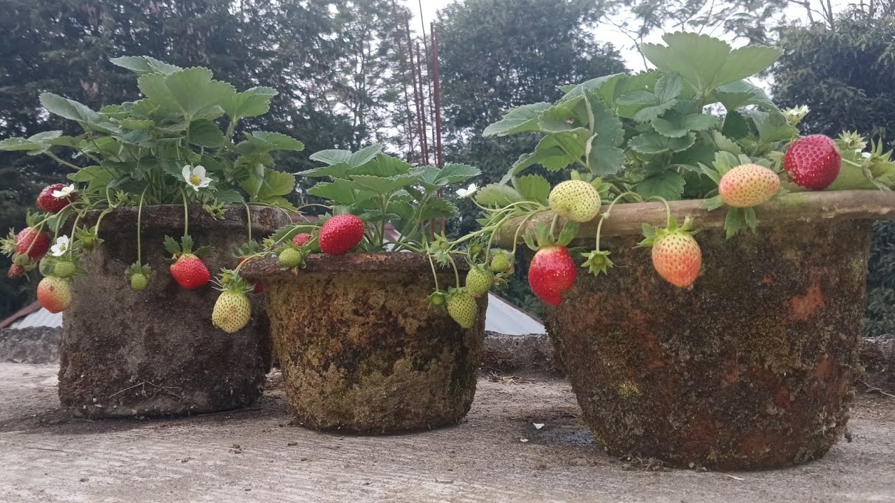 A different sized and shaped of strawberry fruits @BlMolsom 