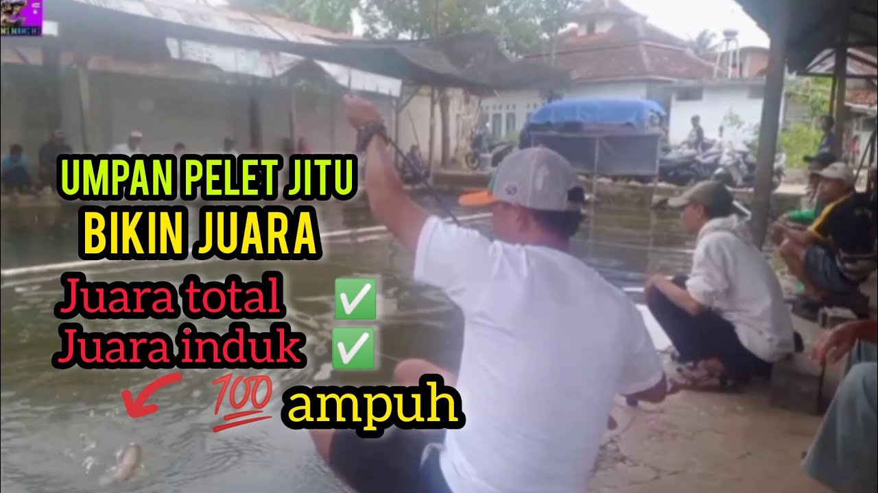UMPAN JITU MERAH VIRAL‼️JUARA INDUK & JUARA TOTAL‼️BORONGAN AMPLOP BOS EENG