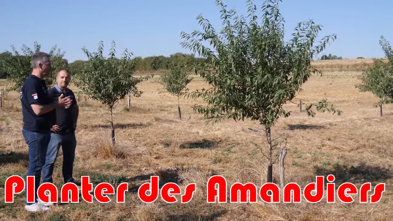 Planter des amandiers pour se diversifier ! Étape du Cofarming Tour !