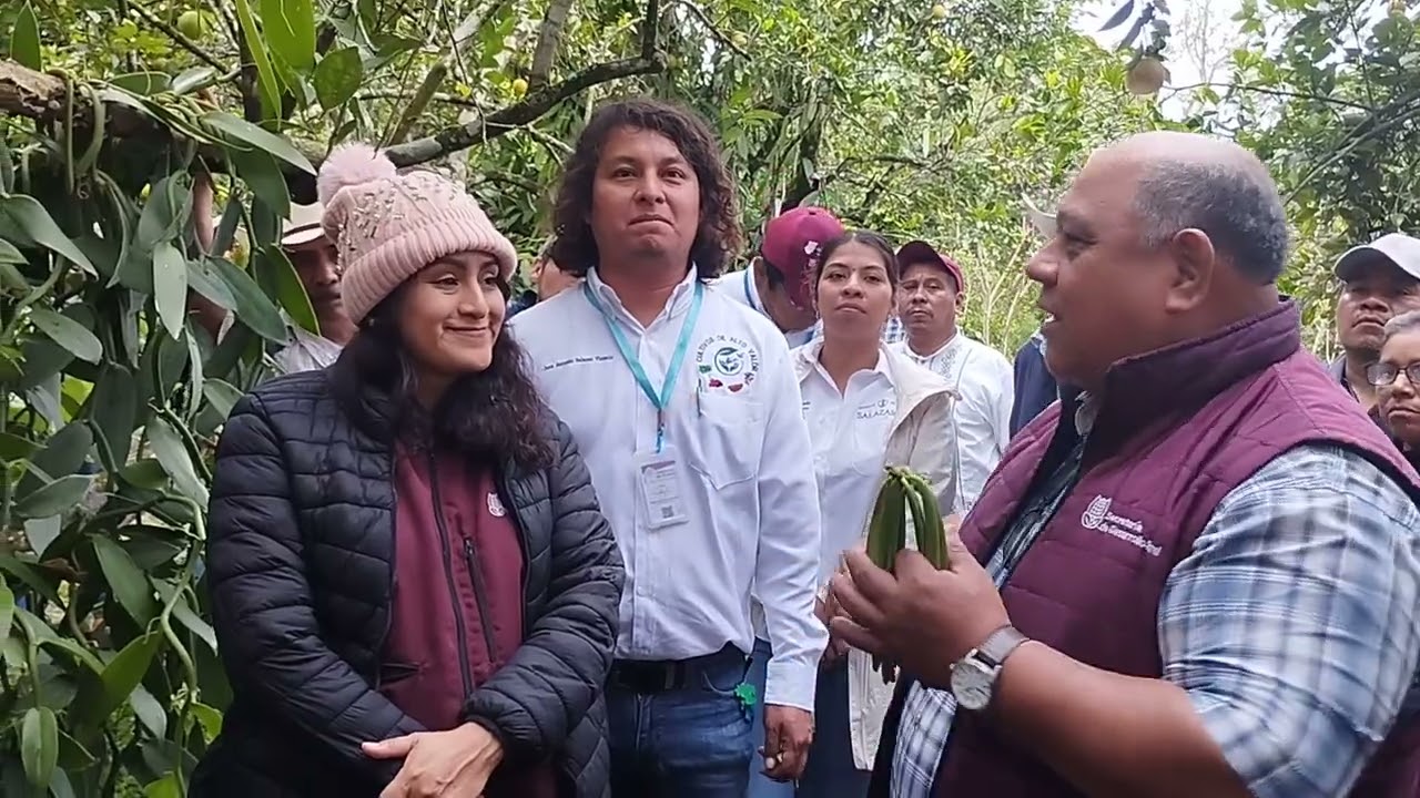Cultivo de la vainilla en Zihuateutla, Puebla
