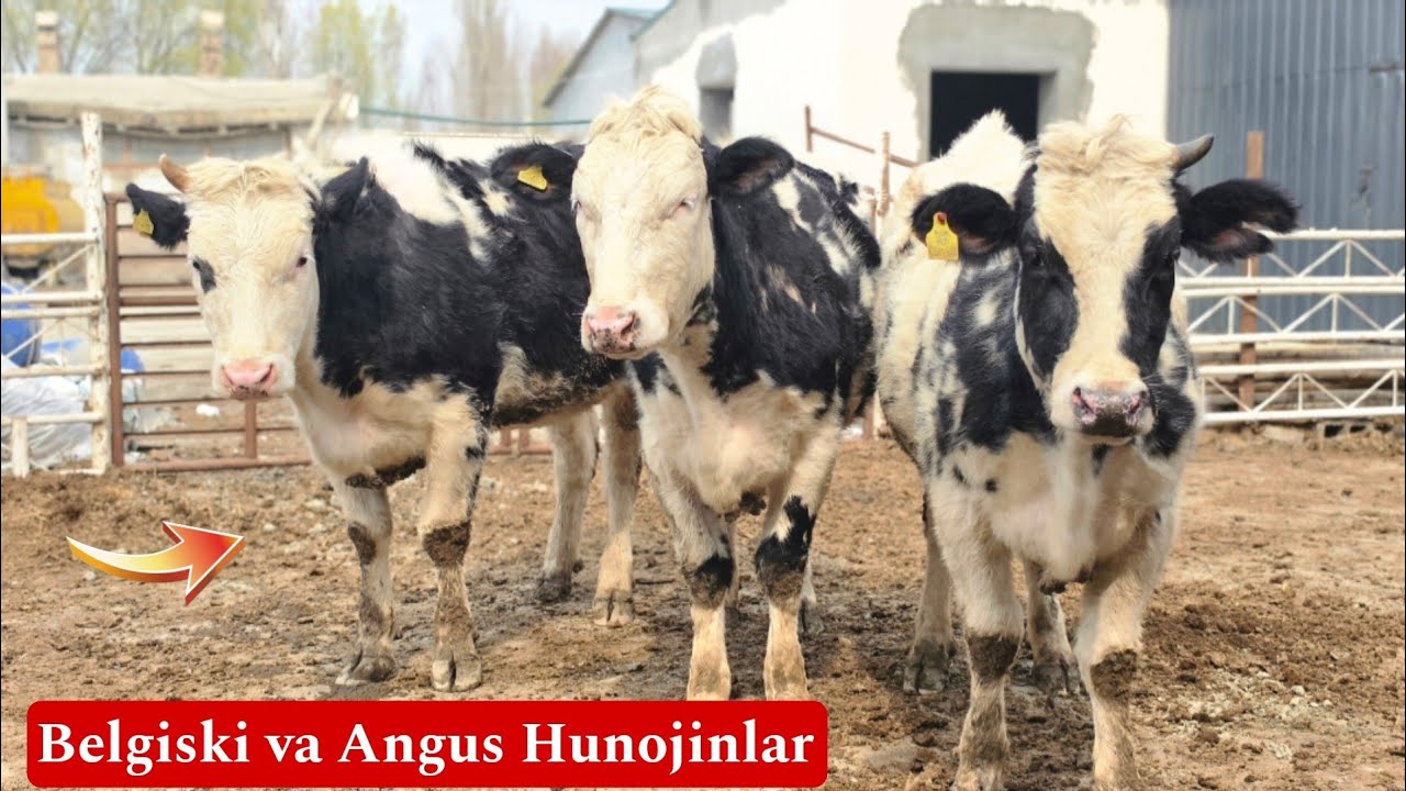 🔥😳 Belgiski Va Angus Hunojinlar Sotuvga Chiqdi ‼️