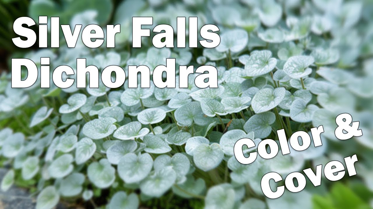 Silver Falls Dichondra - Archer Services