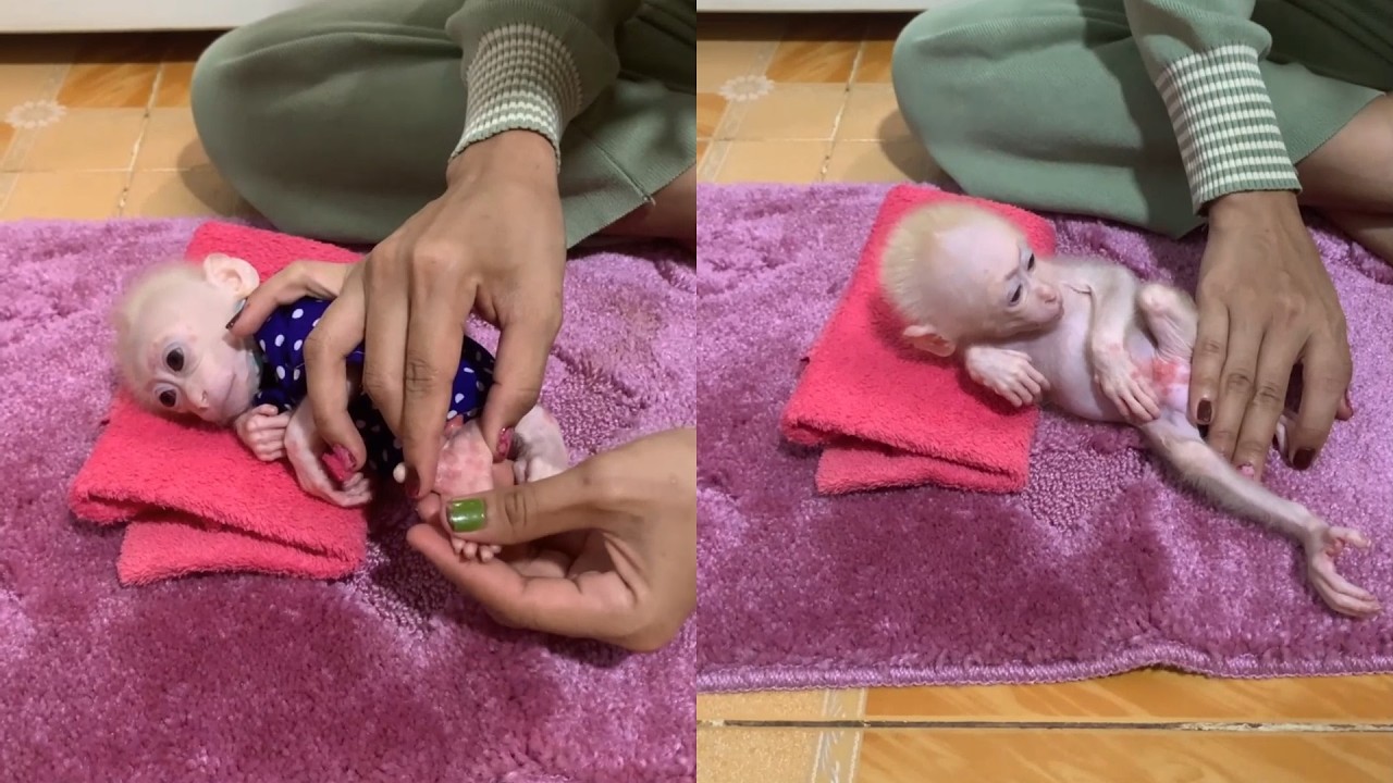 Gentle Massage Routine for the Tiniest Newborn Baby Monkey 🐒💕