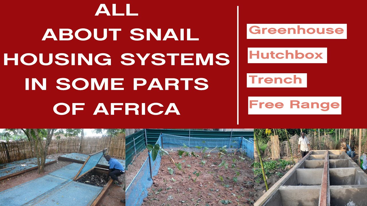 ALL ABOUT SNAIL HOUSING SYSTEMS IN SOME PARTS OF AFRICA | GREENHOUSE, HUTCHBOX, TRENCH, FREERANGE.