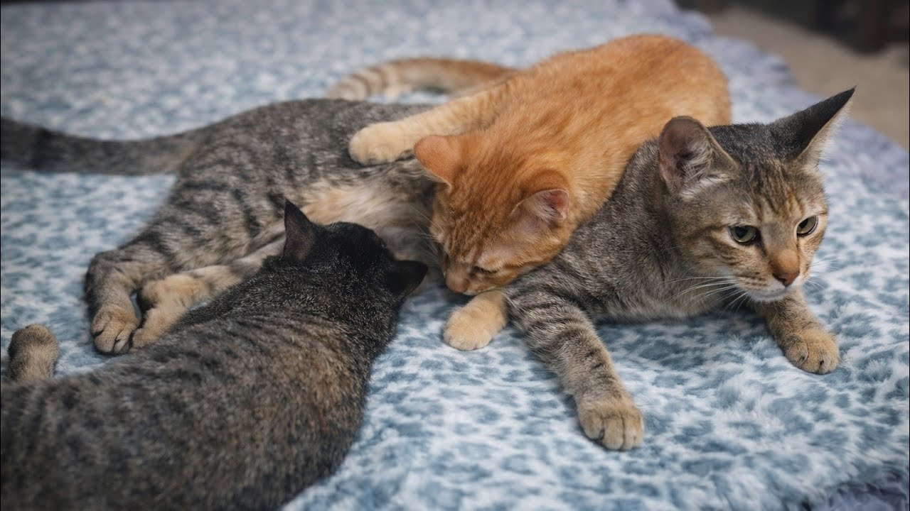 Too Big for Milk? 🐾 Watch 4-Month-Old Kittens Refuse to Grow Up — Heartwarming Nursing Chaos!