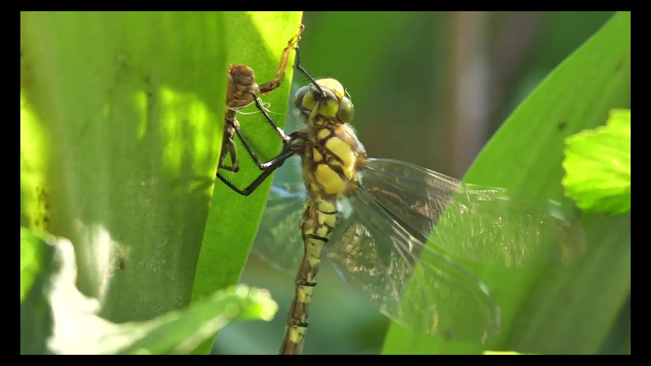Dragonfly emerges