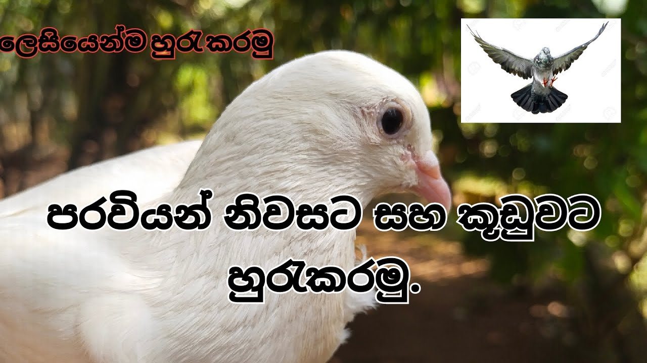 පරවියන් ලේසියෙන්ම ගෙදරට සහ නිවසට හුරැකරමු.