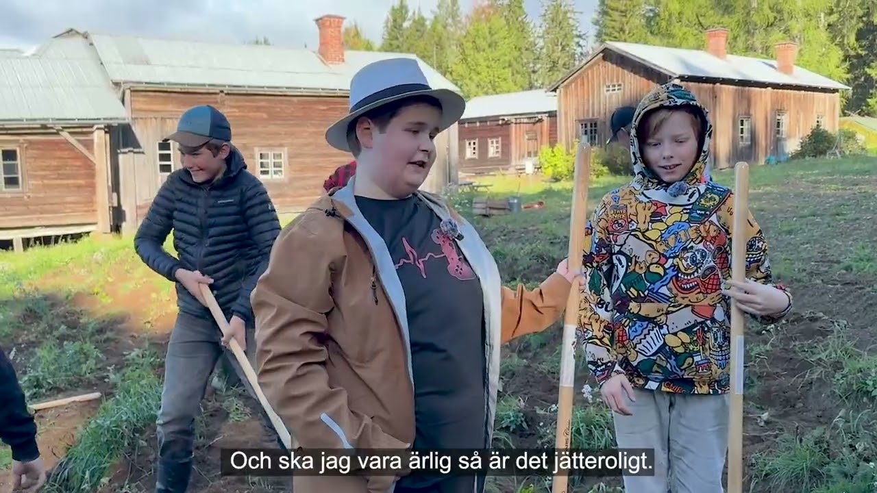 Potatisupptagning p&aring; Ersk-Matsg&aring;rden i Hassela.