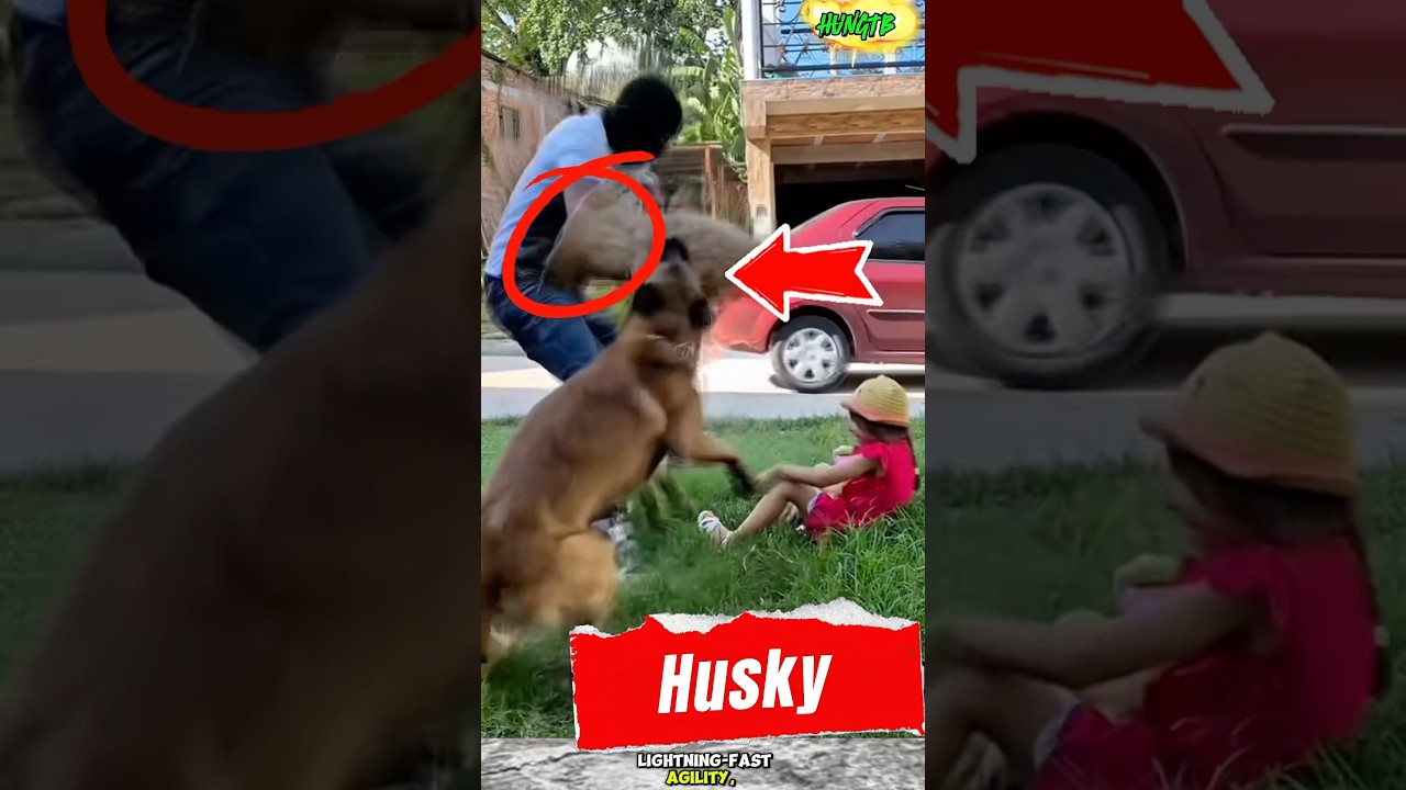 Training dogs to protect their owners❤️🦮k9 dog training at home