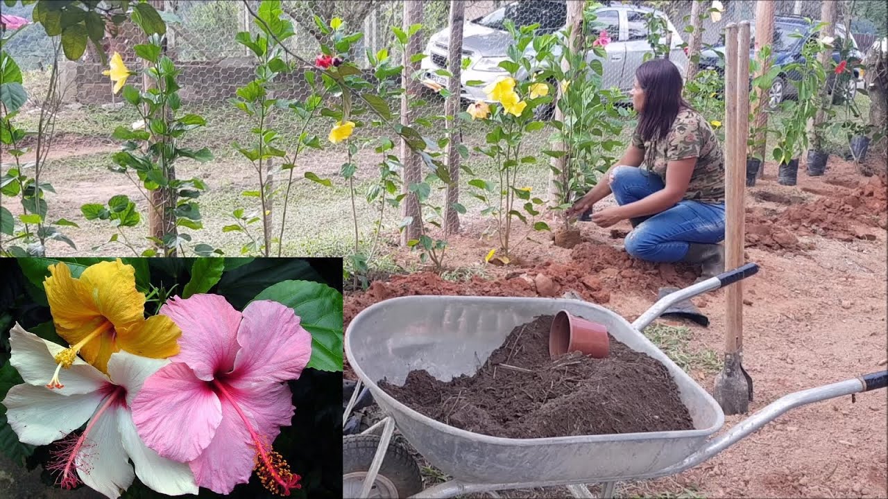 👉 VEJA COMO FIZ A CERCA VIVA NO SÍTIO COM  FLORES MARAVILHOSAS #CERCAVIVADEHIBISCO 🥰 🌺 CONFIRA!!