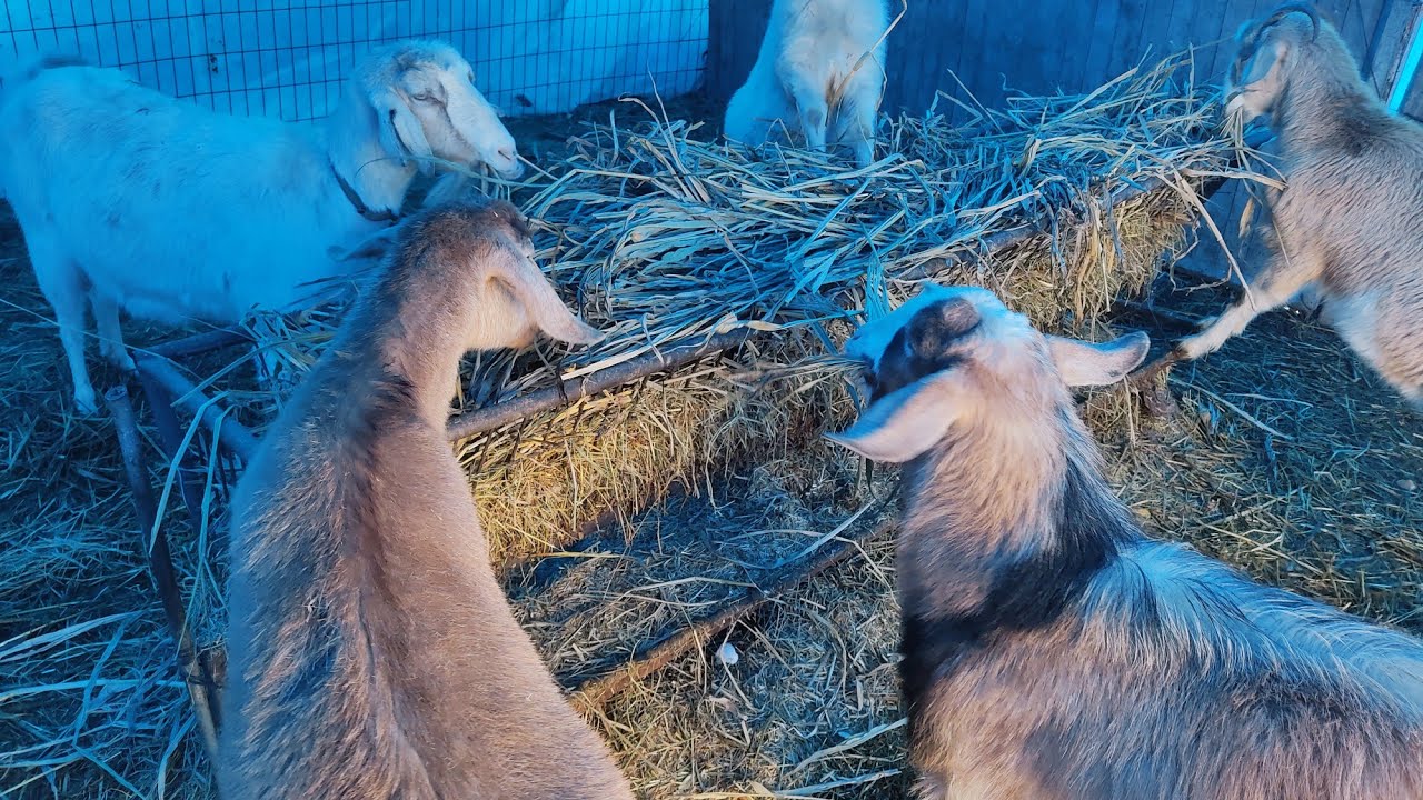 Keçiler ve Ot Tipi Sorgum Yem Bitkisi