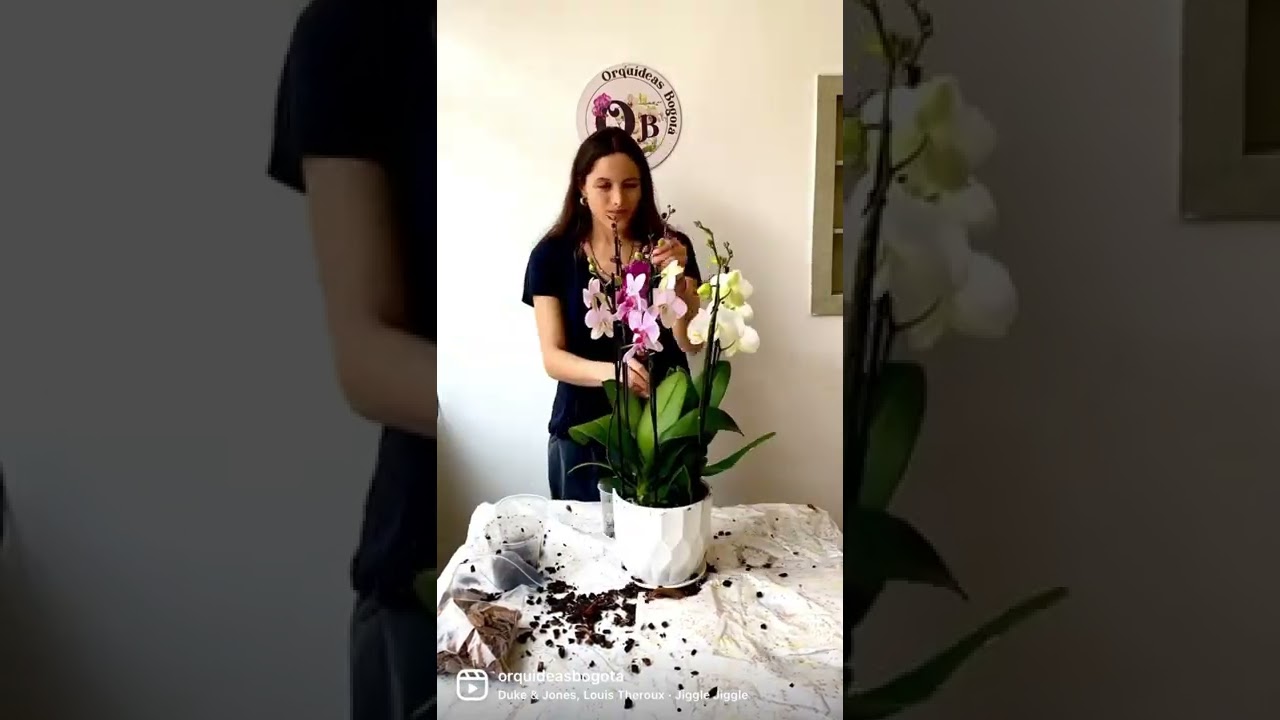 Haciendo ARREGLO de orqu&iacute;deas. Env&iacute;os en todo Bogota y Colombia #parati #bogota #fyp #orquideas