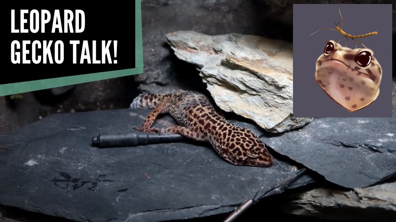 Leopard Gecko Talk! | Rebecca - The Animals at Home Podcast