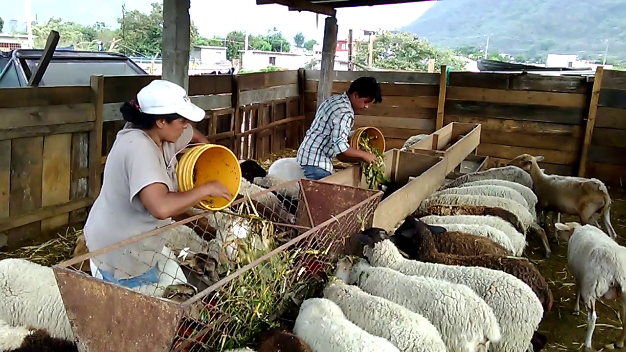 Alimentando borregas con rastrojo de maíz