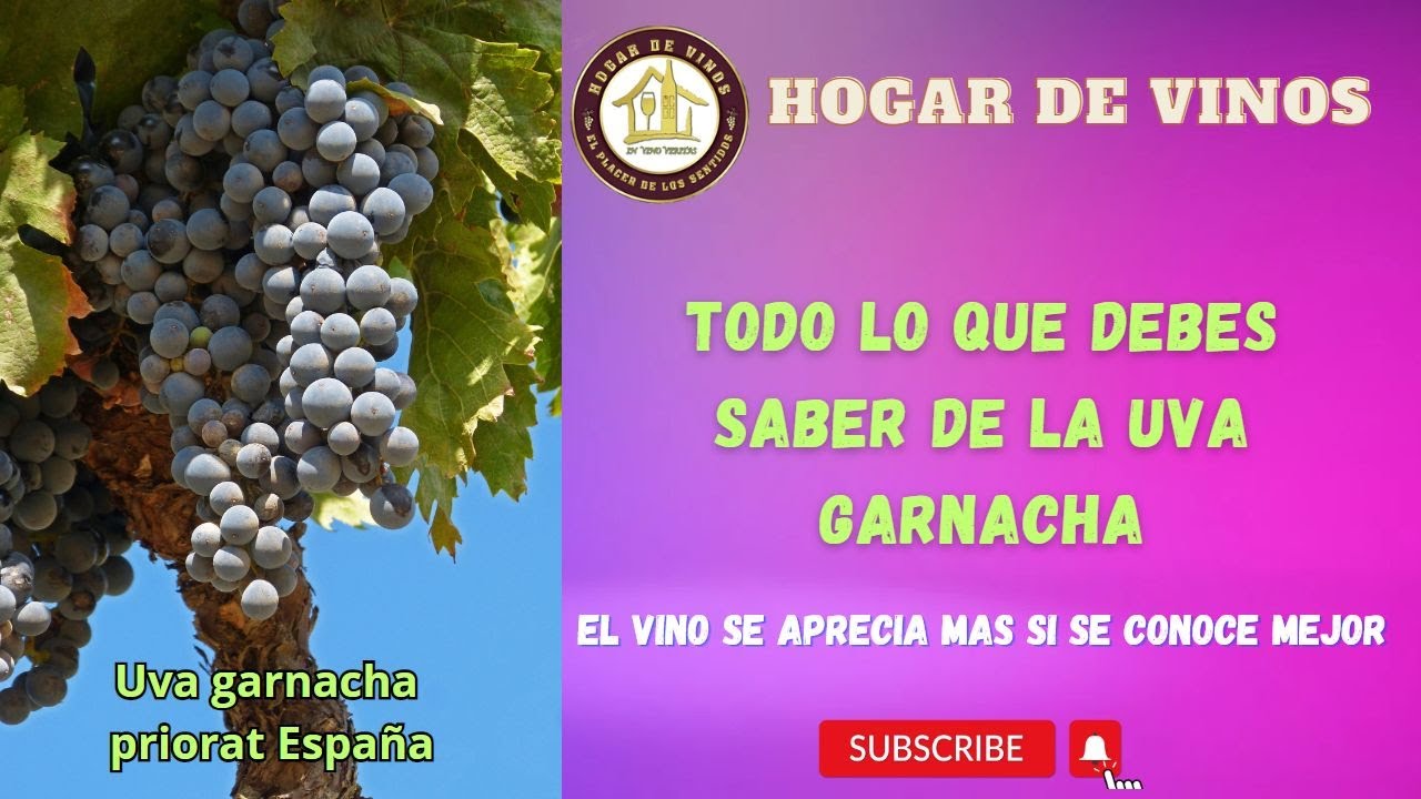 Todo lo que necesitas saber sobre la uva Garnacha   Hecho