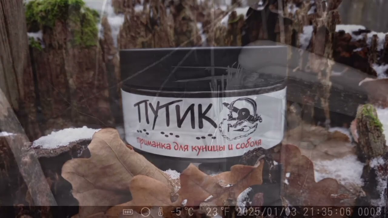 Приманка Путик на куницу и соболя. Как реагирует куница и лиса на приманку. Фотоловушка.