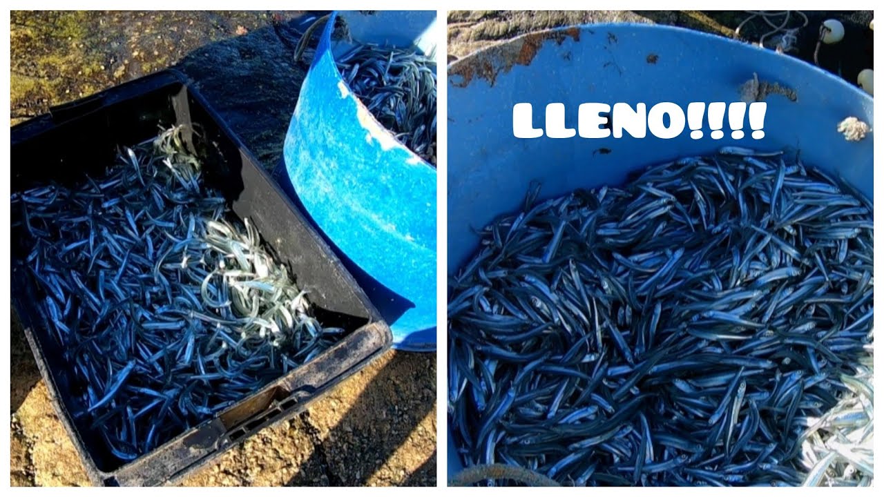 PESCON! PESCA DE CORNALITOS! SE LLEVARON EL TACHO DE 200 LITROS! TRABAJO QUE DA SUS FRUTOS!