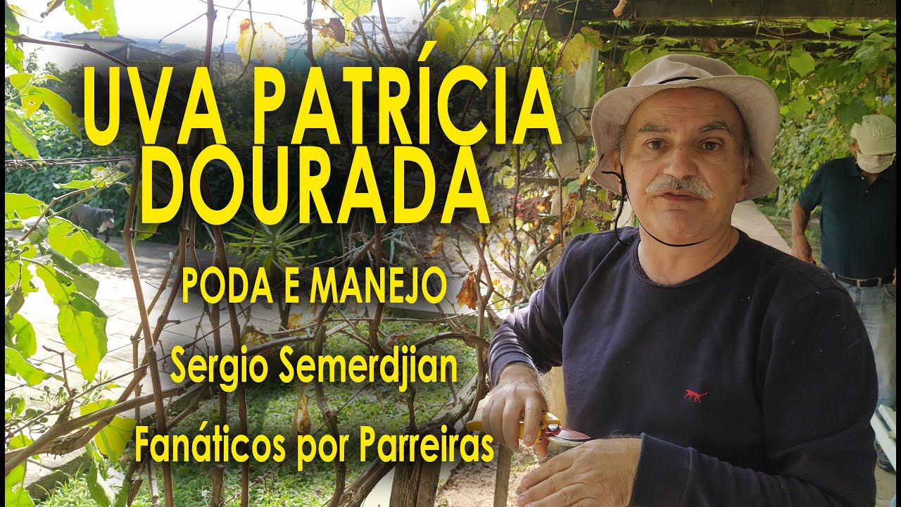 Uva Patricia Dourada Poda e Manejo com Sergio Semerdjian