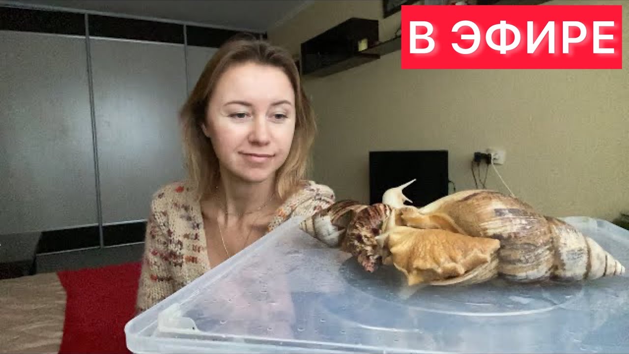 УЛИТКИ АХАТИНЫ ВОПРС-ОТВЕТ УХОД И СОДЕРЖАНИЕ